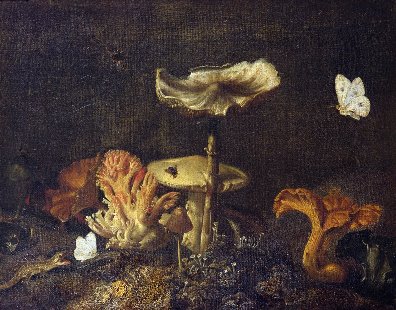 Martwa natura z grzybami i motylami autorstwa Otto Marseus  van Schrieck