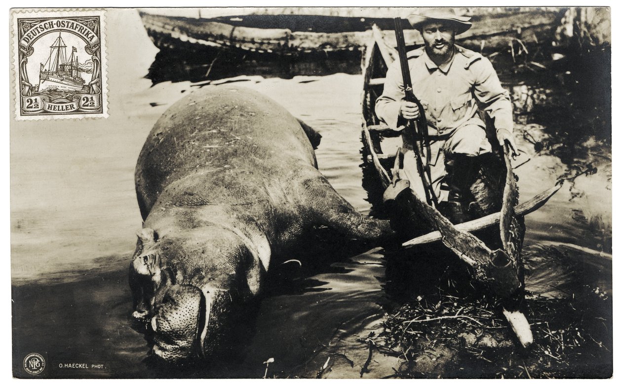 Niemiecki myśliwy z hipopotamem, Niemiecka Afryka Wschodnia, ok. 1910 r. autorstwa Otto Haeckel