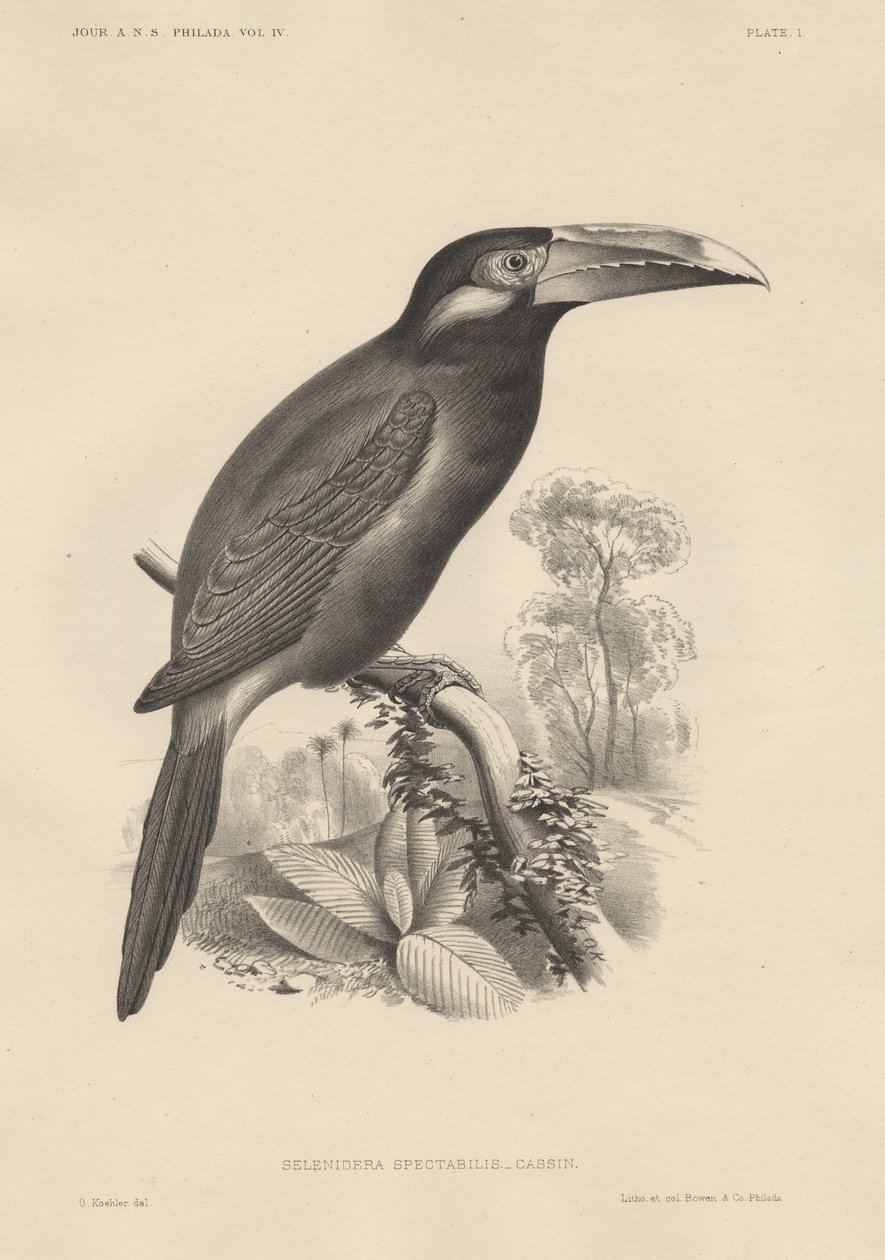 Selenidera Spectabilis, litho autorstwa Bowen und Co., 1850 autorstwa Otto Koehler