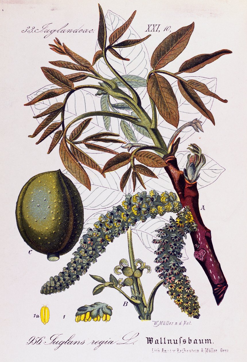 Liście, owoce i kwiaty orzecha perskiego lub orzecha angielskiego (Juglans regia), dzieło Otto Wilhelma Thome (1840-1925) z Flora von Deutschland, Osterreich und der Schweiz (Flora Niemiec, Austrii i Szwajcarii) autorstwa Otto Wilhelm Thome
