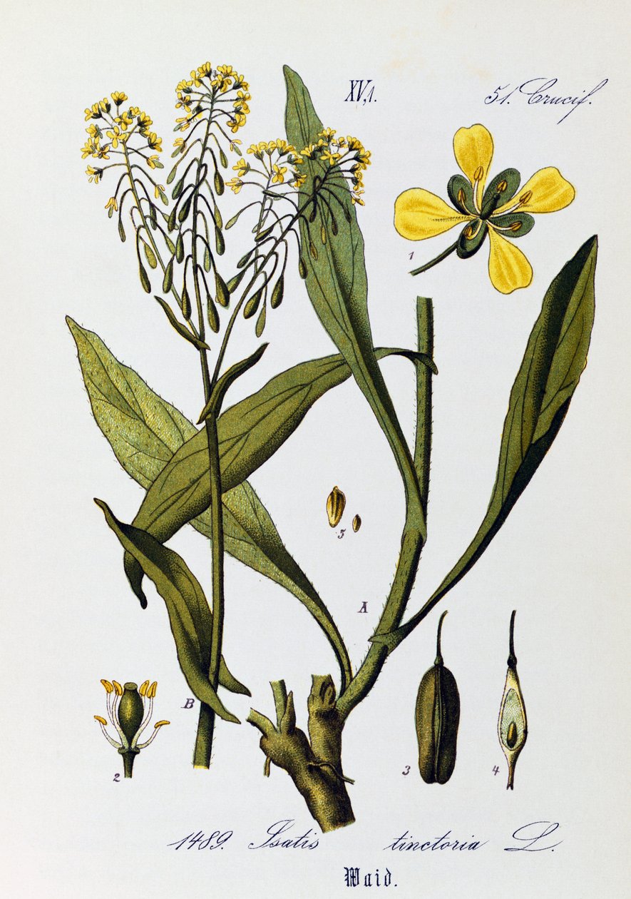 Liście, owoce i kwiaty Woad lub Glastum (Isatis tinctoria), dzieło Otto Wilhelma Thome (1840-1925) z Flora von Deutschland, Osterreich und der Schweiz (Flora Niemiec, Austrii i Szwajcarii) autorstwa Otto Wilhelm Thome