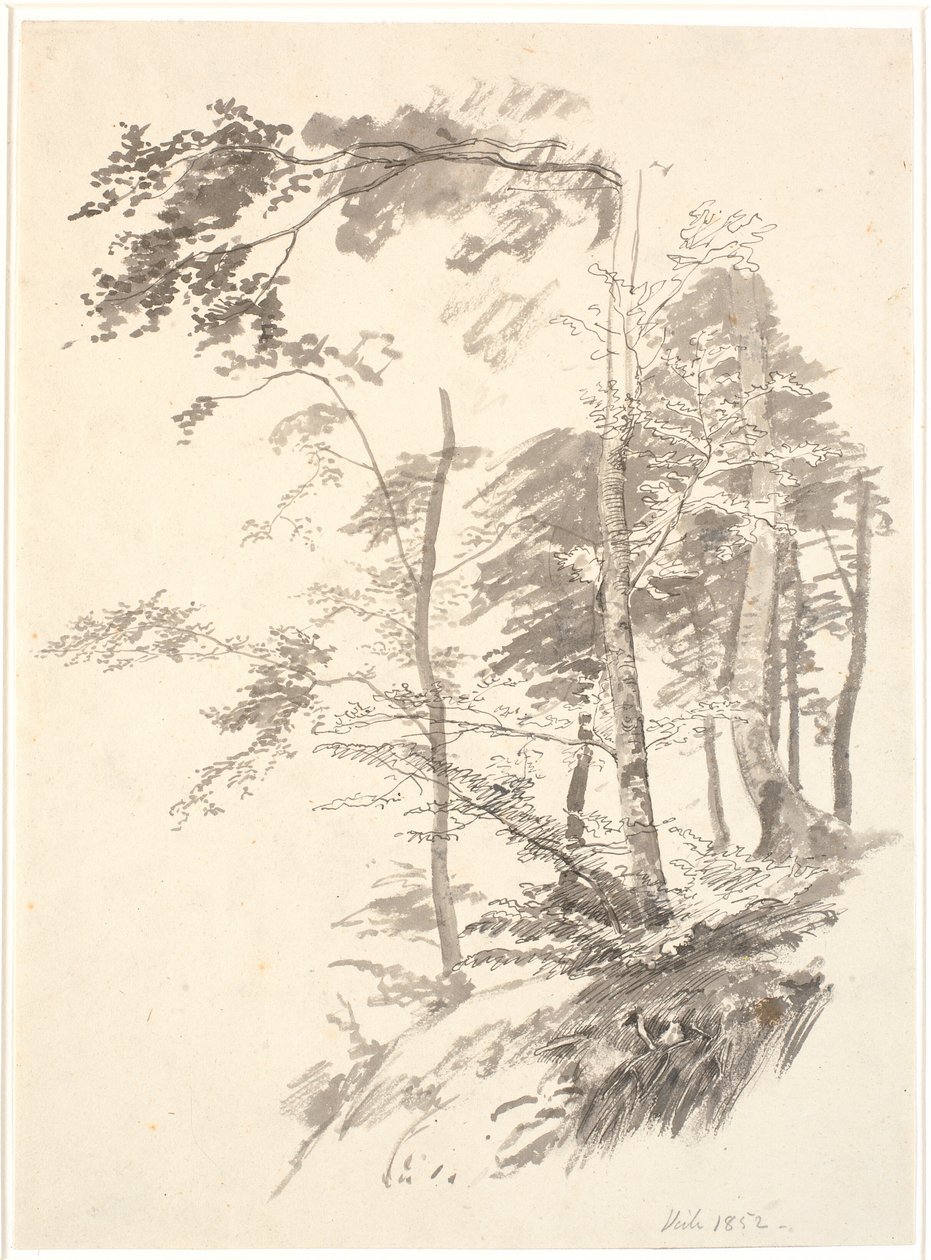 Buki na zboczu autorstwa P.C. Skovgaard
