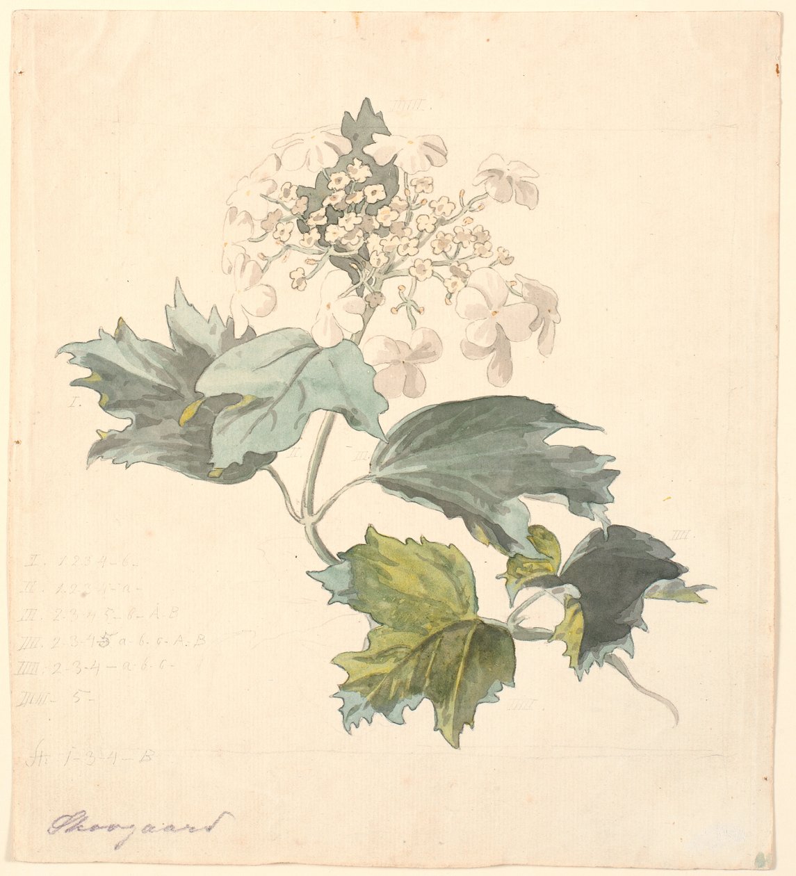 Kalkwed. (Kalina). autorstwa P.C. Skovgaard