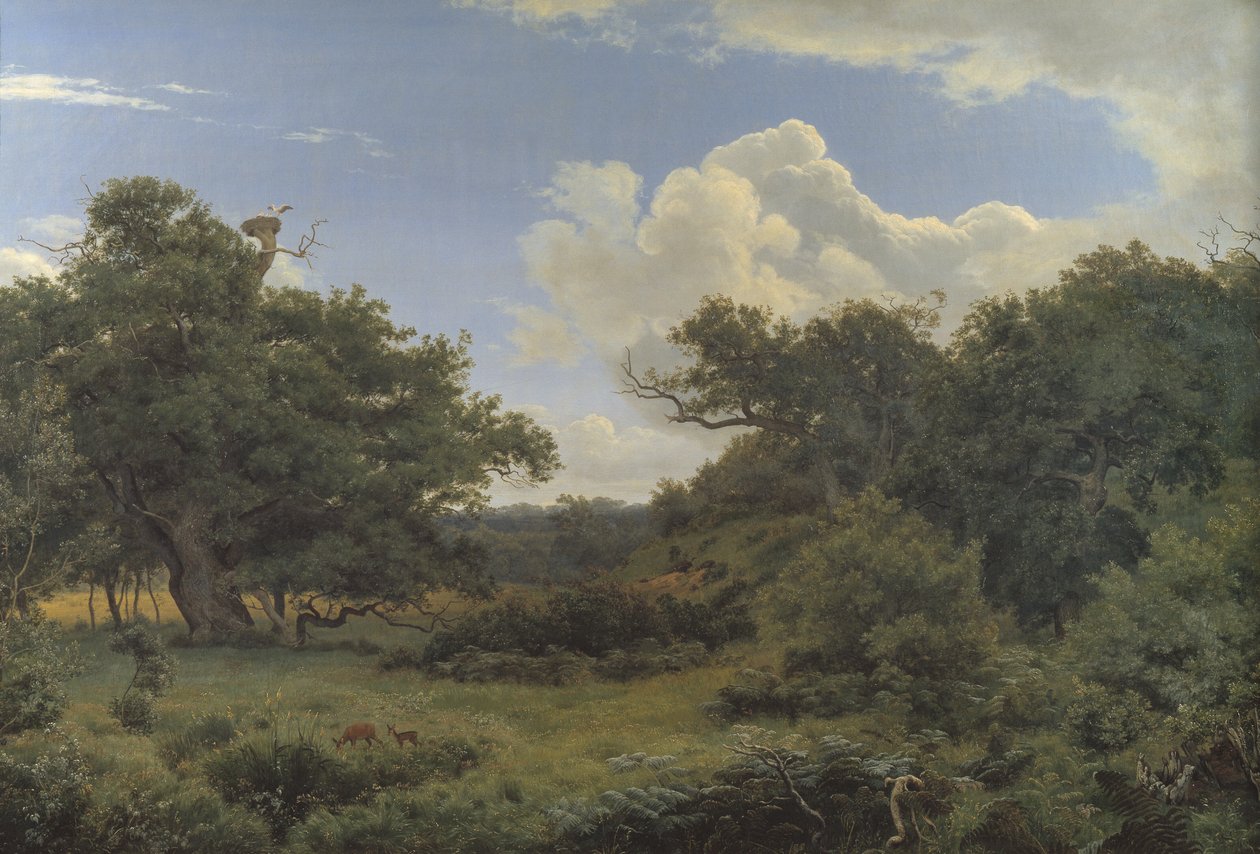 Dęby w Nordskoven niedaleko Jægerspris, Zelandia autorstwa P.C. Skovgaard