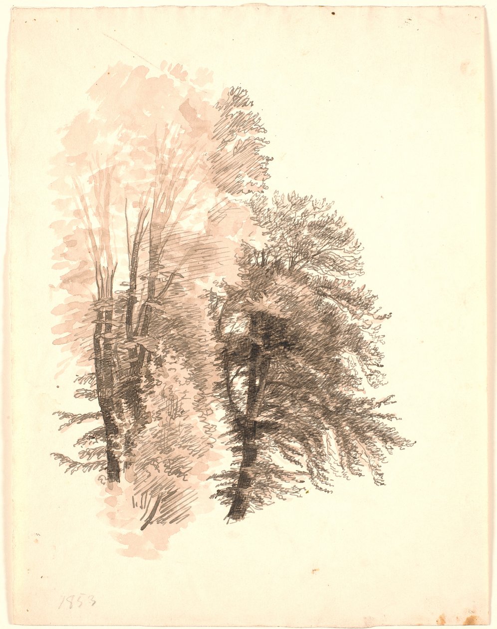 Studium wierzchołków niektórych buków. autorstwa P.C. Skovgaard