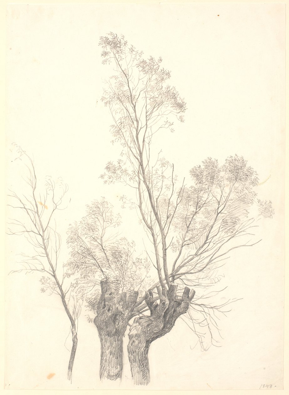 Badanie wierzb karłowatych. autorstwa P.C. Skovgaard