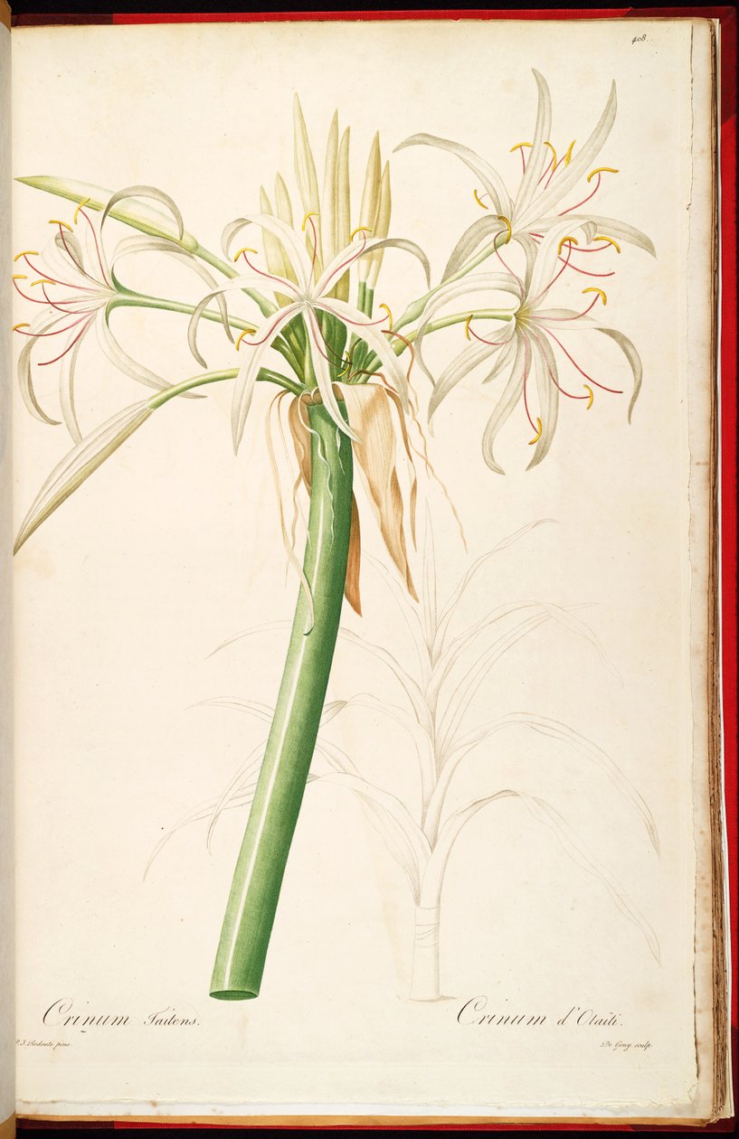 Crinum asiaticum var. szypułkowy autorstwa Pierre Joseph Redouté
