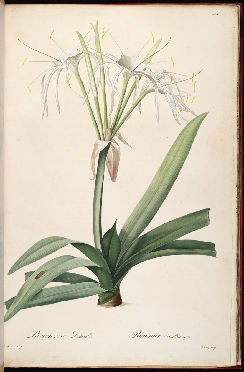 Hymenocallis littoralis autorstwa Pierre-Joseph Redouté