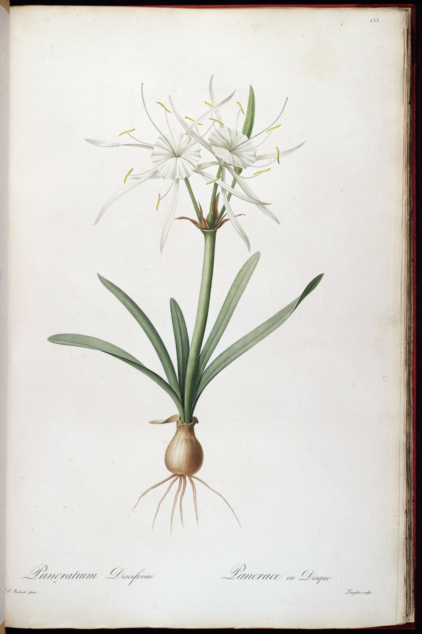 Hymenocallis obraca się autorstwa Pierre Joseph Redouté
