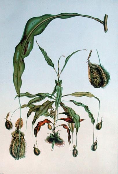 Nepenthes Hookeriana, płyta botaniczna z „Les Promenades de Paris” E. Alphano, grawerowana przez L. Stroobanta, ok. 1867-73 (kolor litho) autorstwa P. (after) Lambotte
