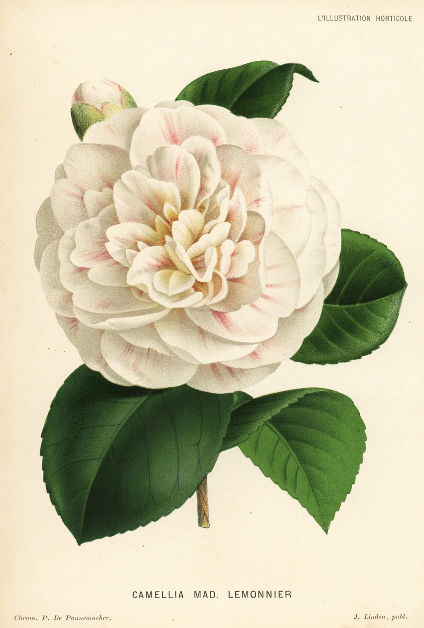 Hybryda kamelii, Madame Lemonnier, Camellia japonica. Chromolithograph P. de Pannemaeker z Jean Linden