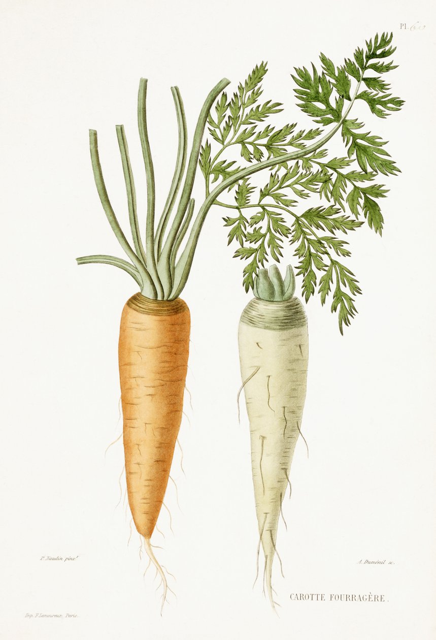Marchewki, 1857 autorstwa P Naudin