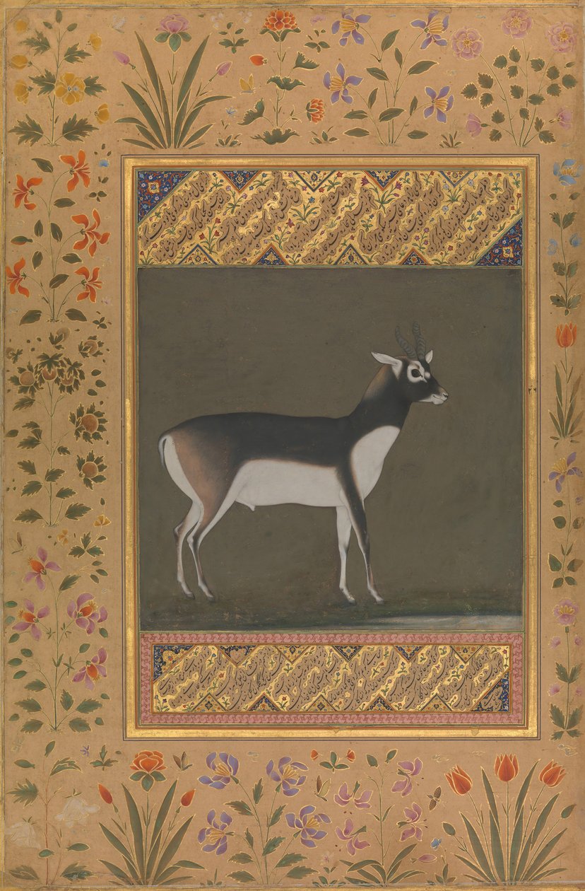 Black Buck, Folio z albumu Shah Jahan, na odwrocie: ca. 1615-20, verso: ca. 1530-50. autorstwa Painting attributed to Manohar