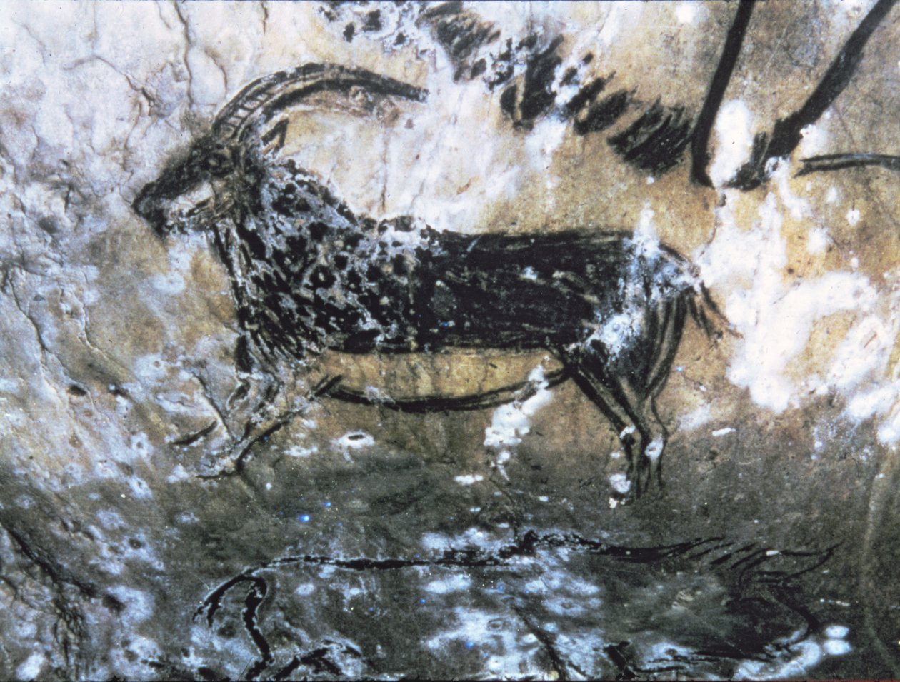Koza lub kozica, malowidło naskalne w Sali Czarnej, Magdalen (malarstwo jaskiniowe) autorstwa Paleolithic Paleolithic