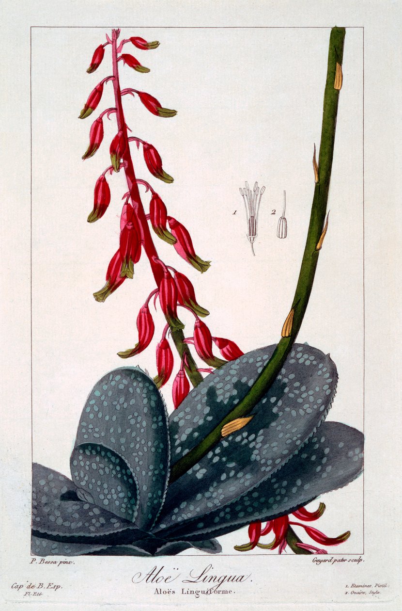 Język aloesu, wyd. 1836. autorstwa Panacre Bessa