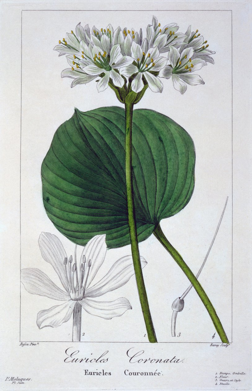 Euricles coronata, wyd. 1836. autorstwa Panacre Bessa