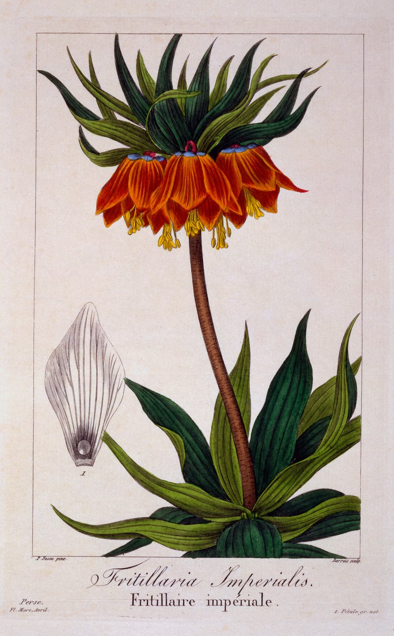 Fritillaria imperialis, wyd. 1836 autorstwa Panacre Bessa