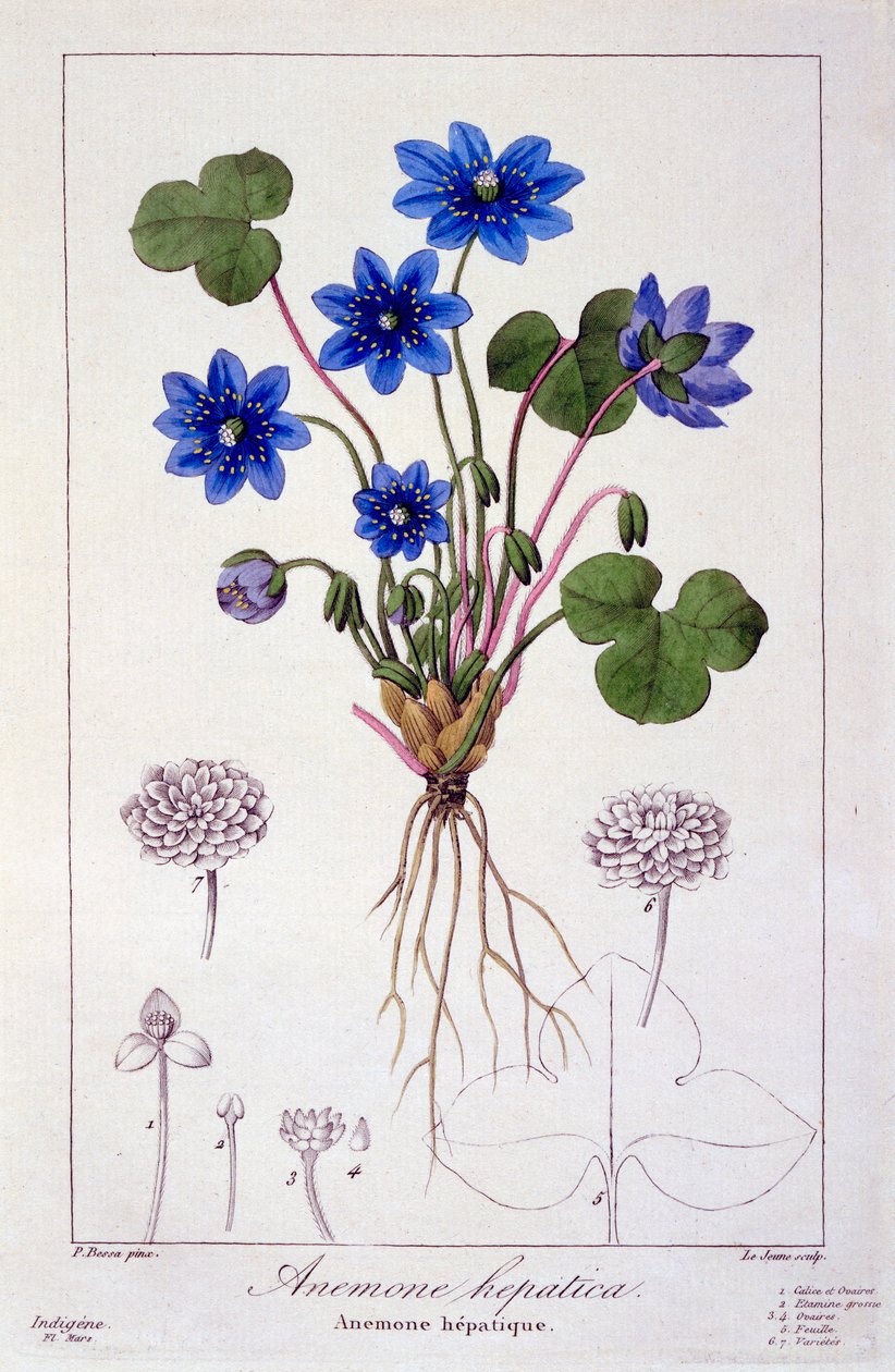 Hepatica nobilis, wyd. 1836 autorstwa Panacre Bessa