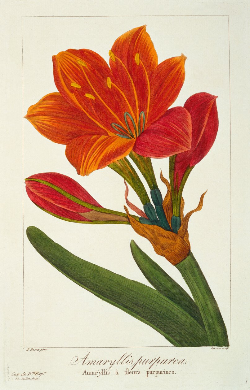 Amarylis purpurea, 1836 (ręcznie barwiony grawerunek) autorstwa Pancrace Bessa