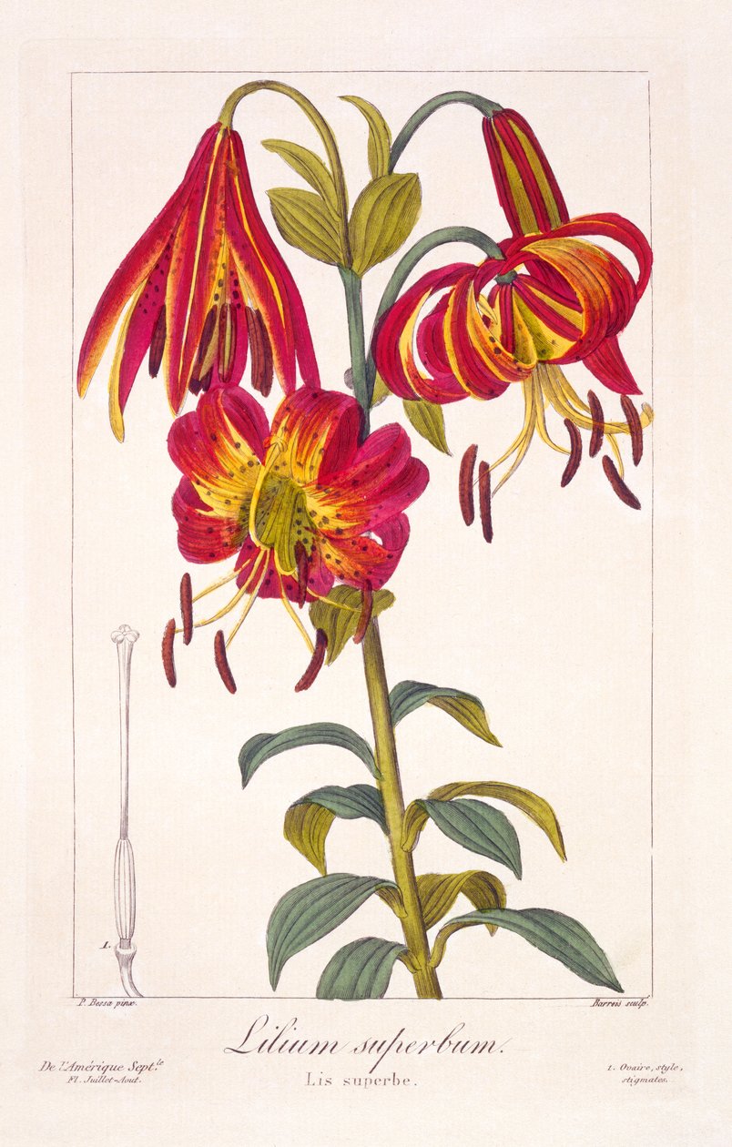American Turkscap Lily, 1836 (ręcznie barwiony grawerunek) autorstwa Pancrace Bessa