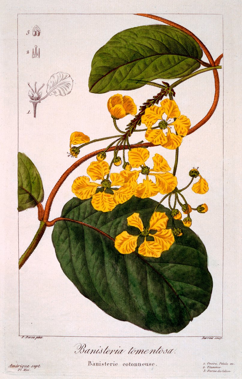 Banisteria tomentosa, 1836 (rycina ręcznie kolorowana) autorstwa Pancrace Bessa