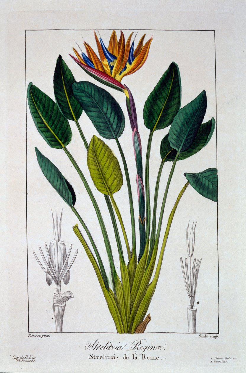 Rajski ptak, czyli kwiat żurawia, 1836 (ręcznie barwiony grawerunek) autorstwa Pancrace Bessa