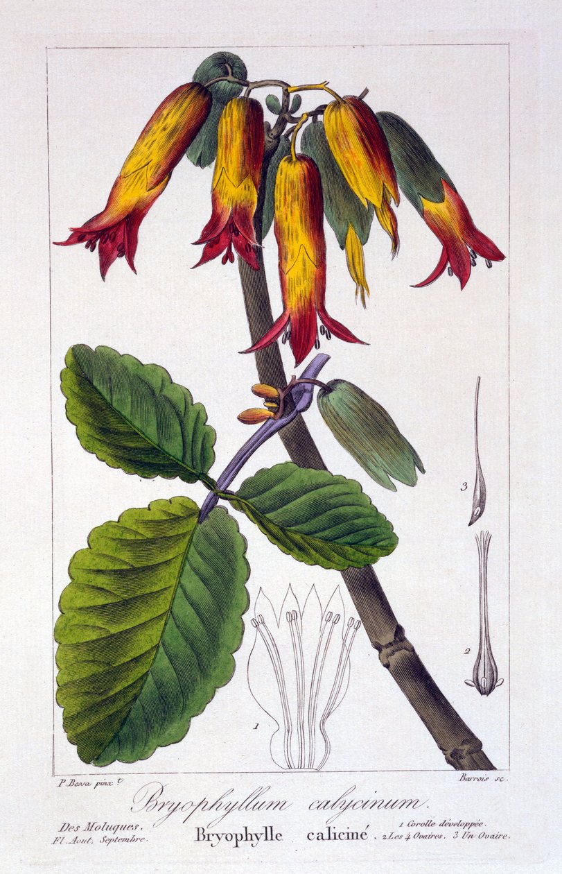 Bryophyllum calycinum, lub Kalanchoe pinnata, 1836 (rycina ręcznie kolorowana) autorstwa Pancrace Bessa