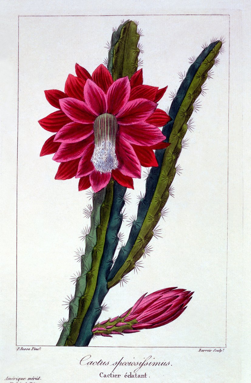 Kaktus, 1836 (ręcznie barwiony grawerunek) autorstwa Pancrace Bessa