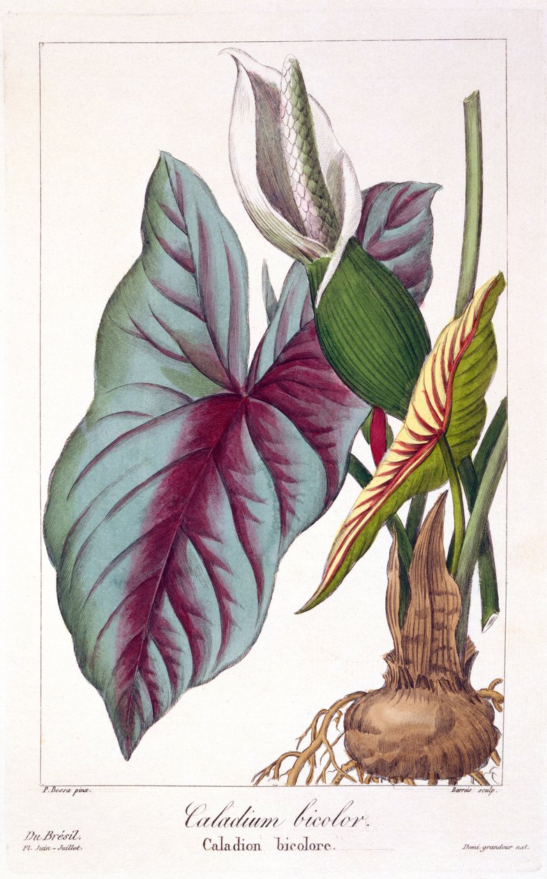 Caladium bicolor, 1836 (rycina ręcznie kolorowana) autorstwa Pancrace Bessa