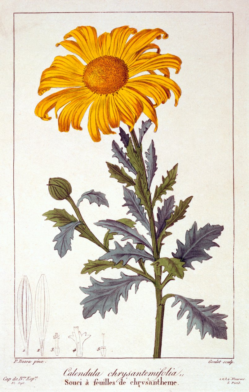 Calendula officinalis lub Nagietek, 1836 (ręcznie barwiony grawerunek) autorstwa Pancrace Bessa