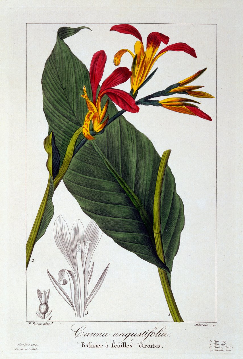 Canna lub Indian Shot Flower, 1836 (rycina ręcznie kolorowana) autorstwa Pancrace Bessa