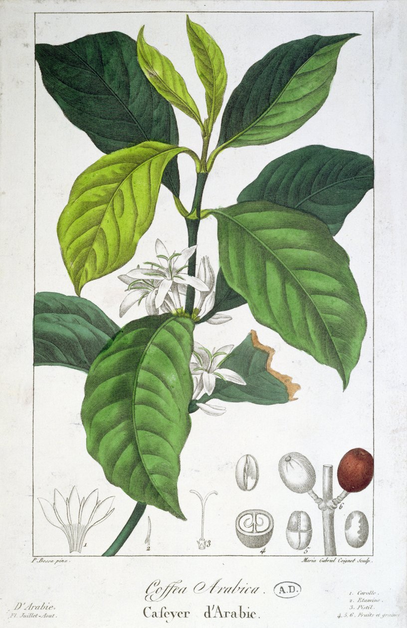 Coffea Arabica (Kawa) wyryta przez Marię Gabriel Cogniet autorstwa Pancrace Bessa