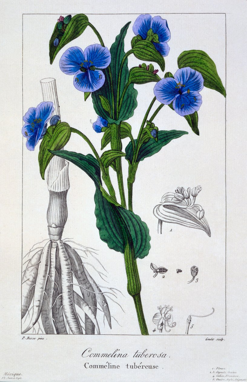 Commelina tuberosa, 1836 (ręcznie barwiony grawerunek) autorstwa Pancrace Bessa