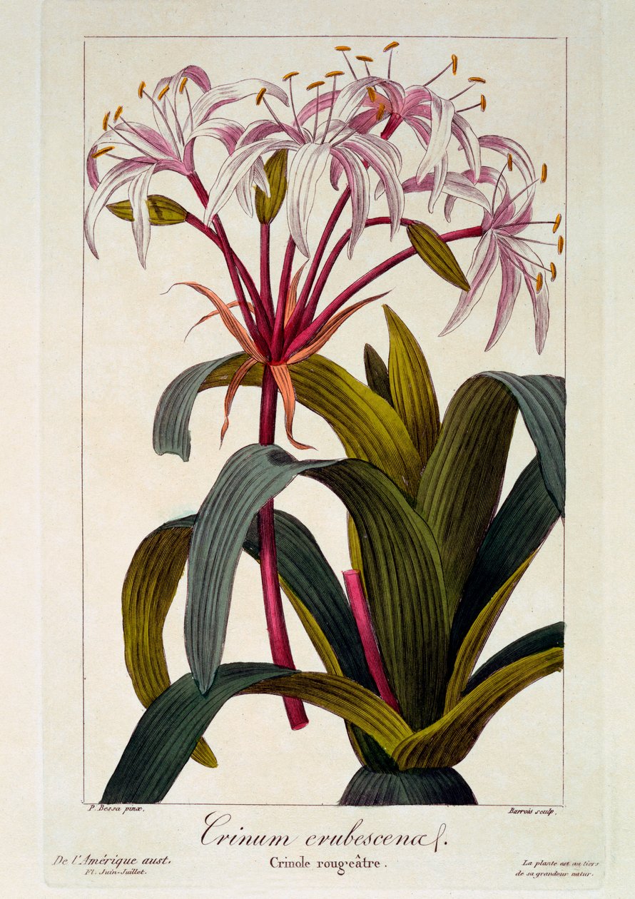 Crinum erubescens, 1836 (rycina ręcznie kolorowana) autorstwa Pancrace Bessa