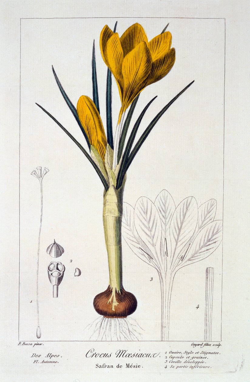 Krokus maesiacus, 1836 (ręcznie barwiony grawerunek) autorstwa Pancrace Bessa