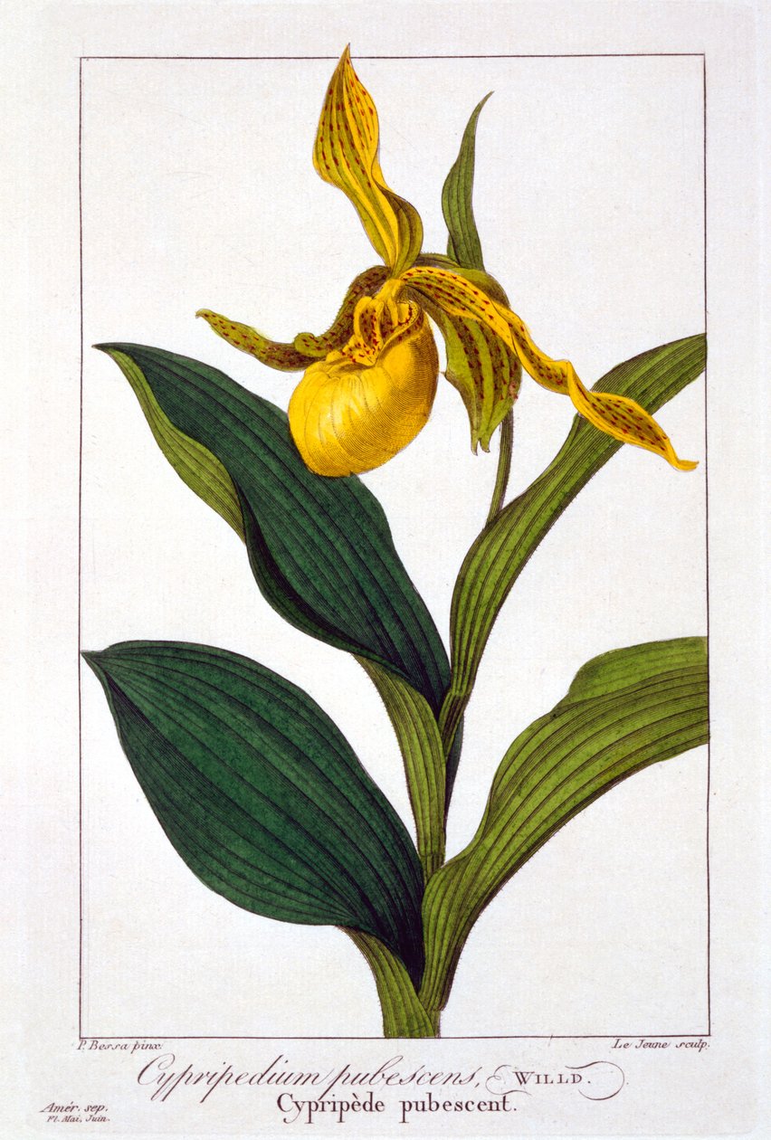 Cypripedium, 1836 (rycina ręcznie kolorowana) autorstwa Pancrace Bessa