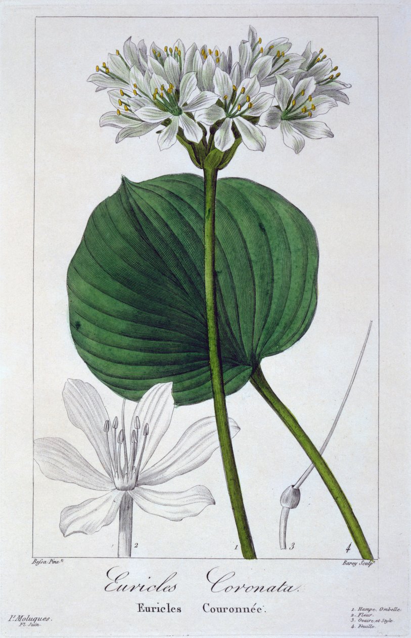 Euricles coronata, 1836 (rycina ręcznie kolorowana) autorstwa Pancrace Bessa