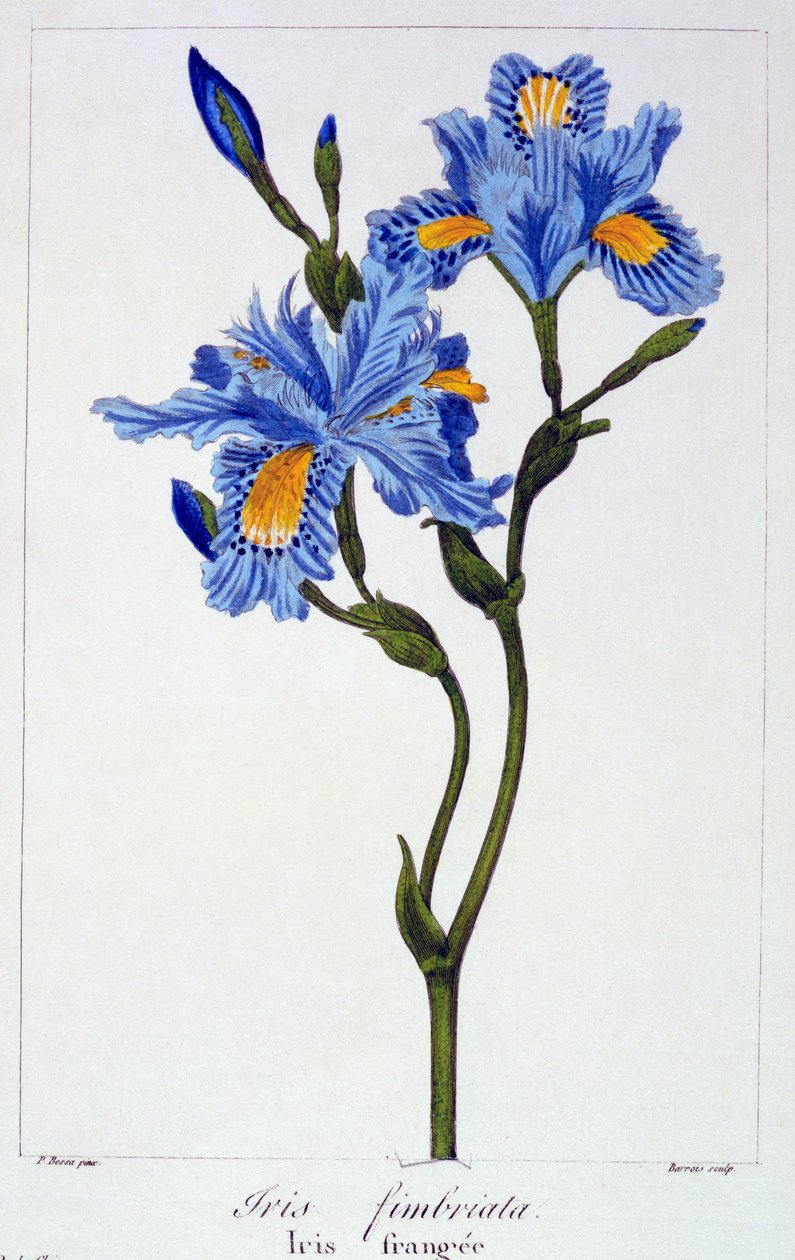 Irys z frędzlami, 1836 (ręcznie barwiony grawerunek) autorstwa Pancrace Bessa