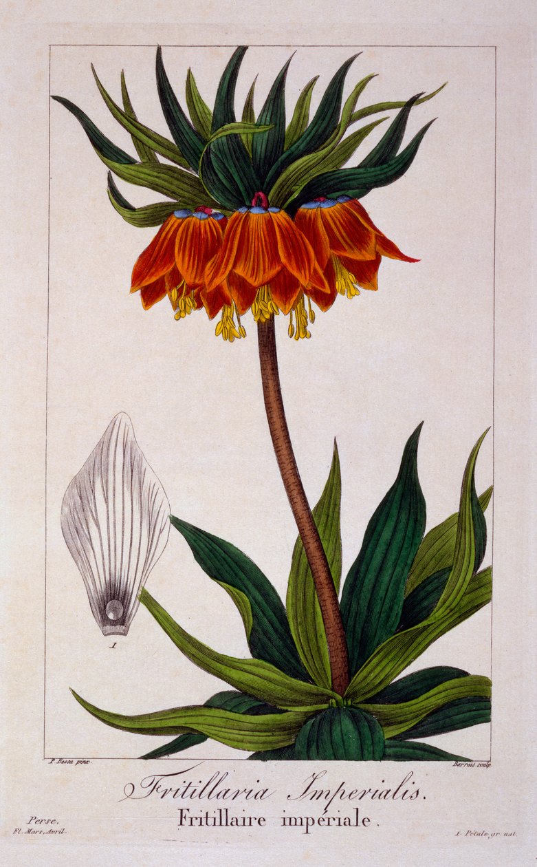 Fritillaria imperialis, 1836 (rycina ręcznie kolorowana) autorstwa Pancrace Bessa