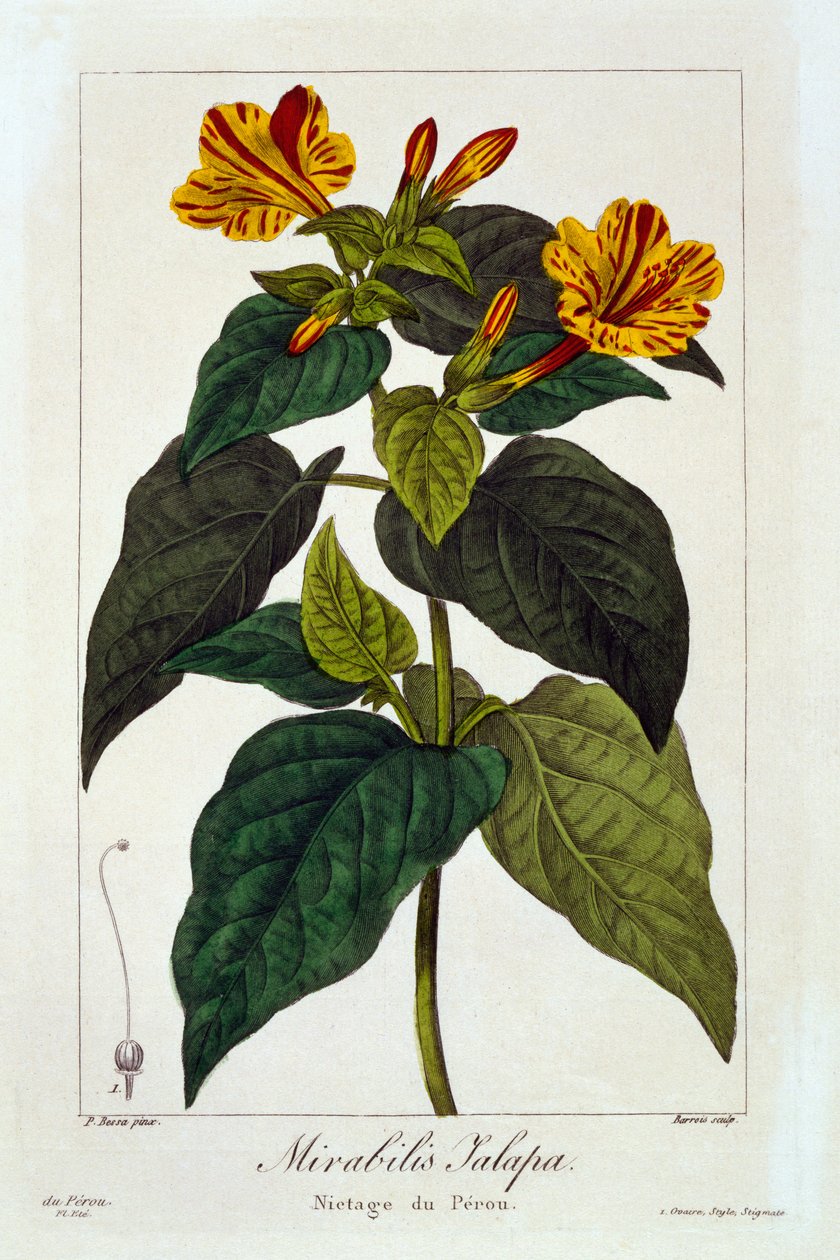 Ipomea purga, 1836 (ręcznie barwiony grawerunek) autorstwa Pancrace Bessa