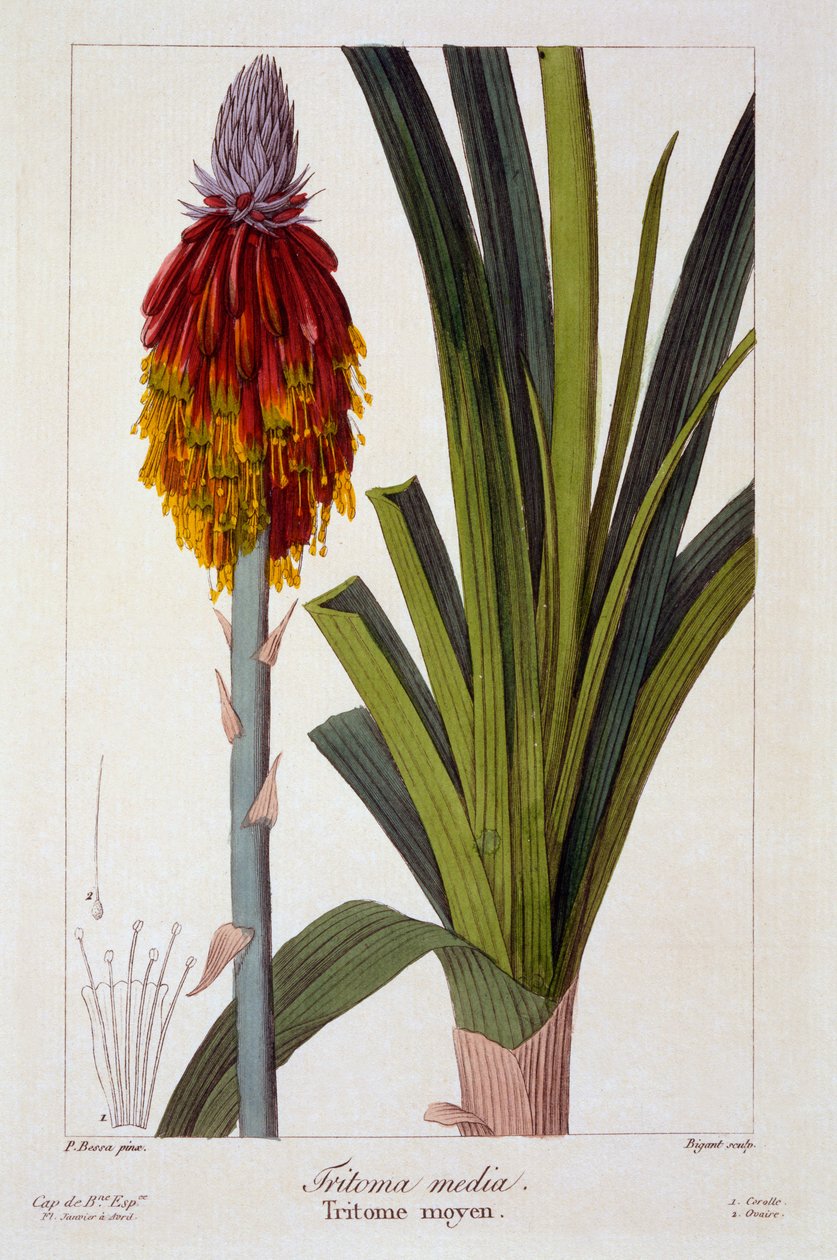 Kniphofia, 1836 (ręcznie barwiony grawer) autorstwa Pancrace Bessa