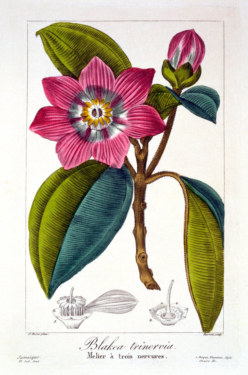 Melier, 1836 (ręcznie barwiony grawer) autorstwa Pancrace Bessa