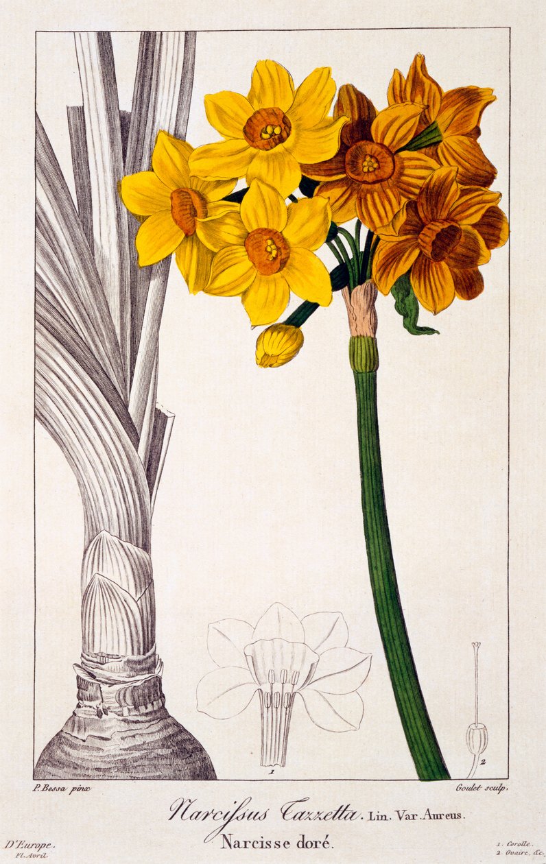Narcissus tazetta, 1836 (ręcznie barwiony grawerunek) autorstwa Pancrace Bessa