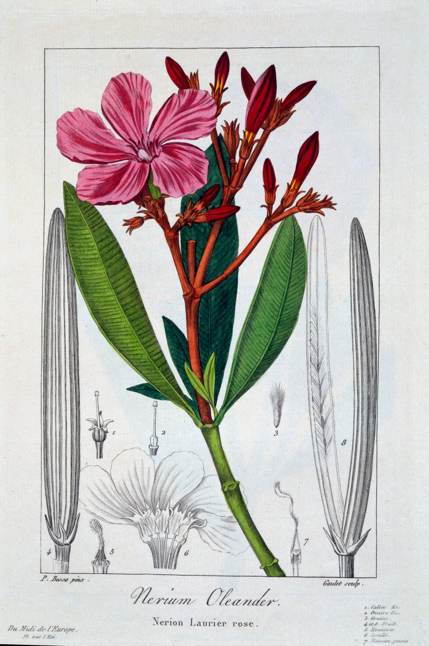 Nerium oleander, 1836 (rycina ręcznie kolorowana) autorstwa Pancrace Bessa