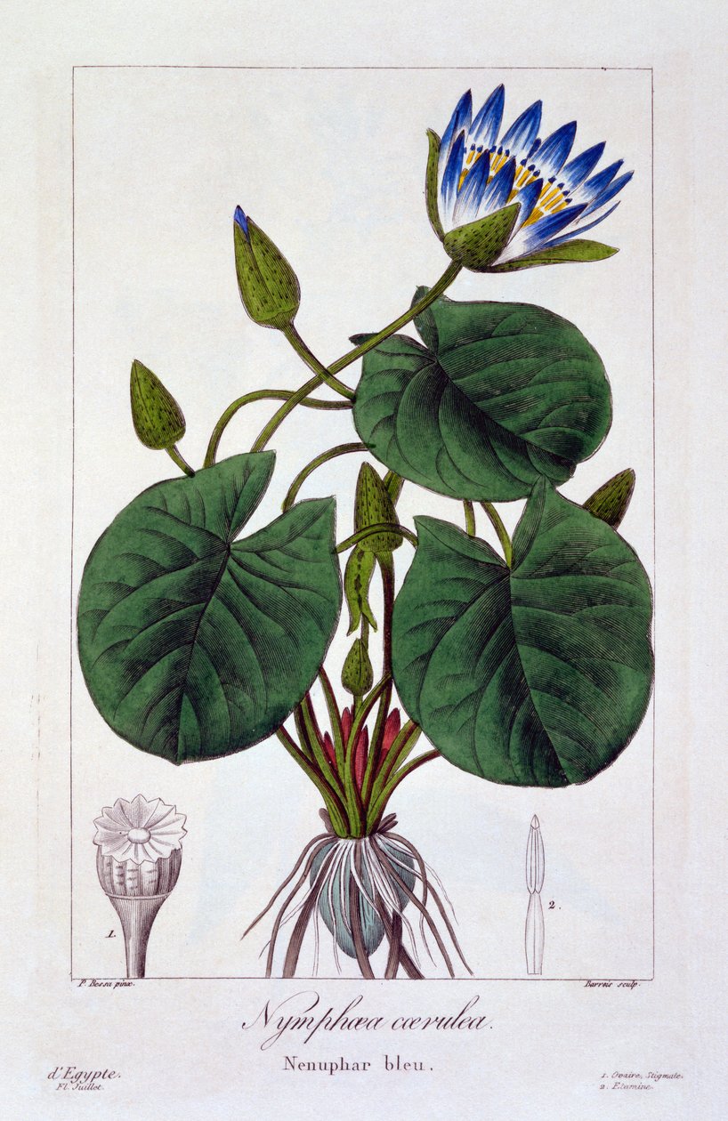 Nymphaea caerulea, 1836 (ręcznie barwiony grawerunek) autorstwa Pancrace Bessa