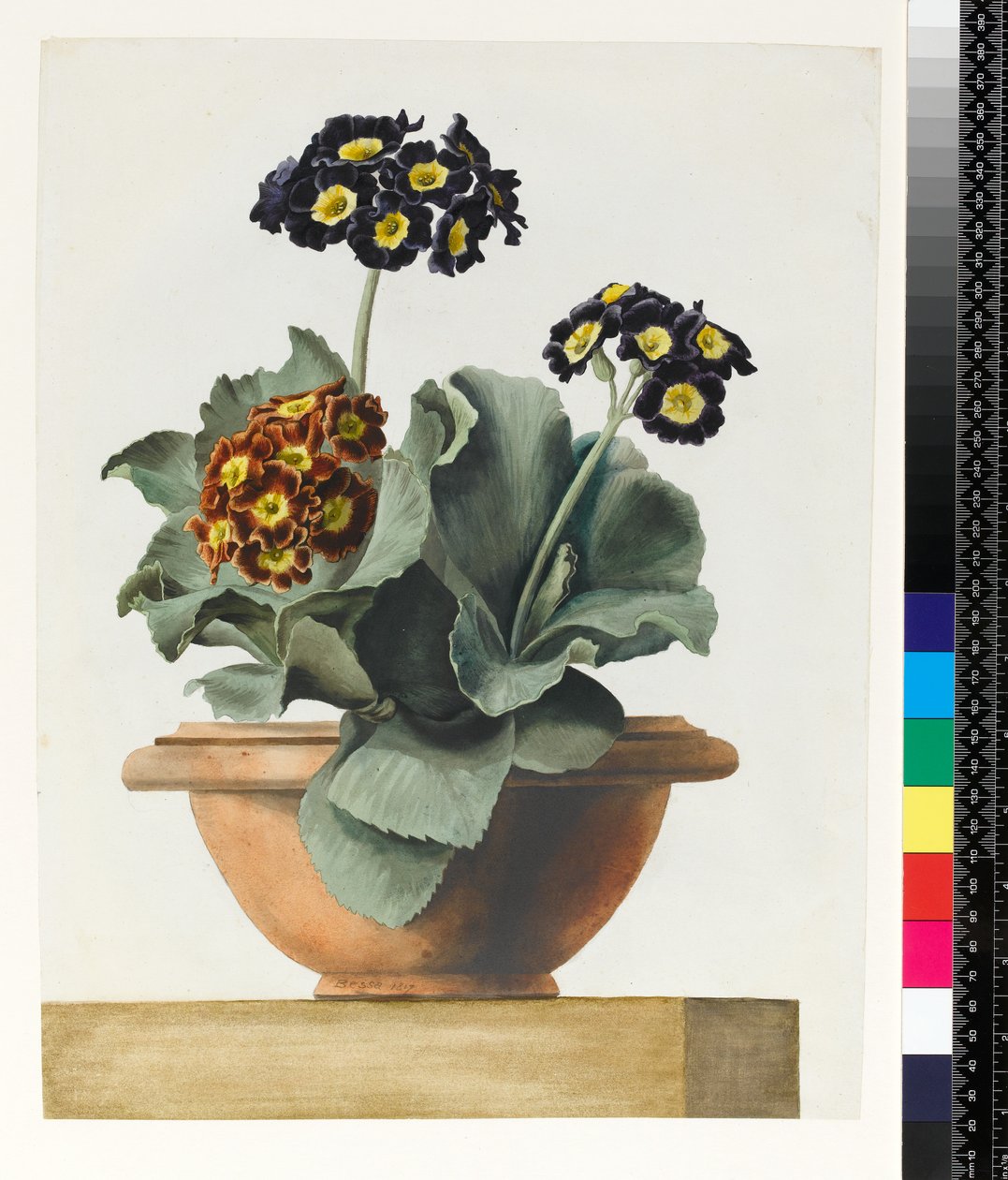 PD.199-1973 Doniczkowa Auricula, 1817 autorstwa Pancrace Bessa