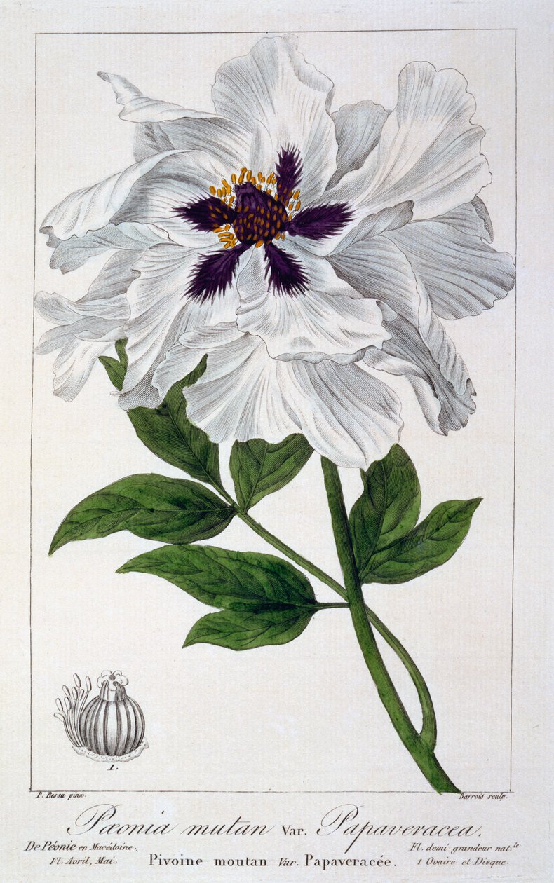 Paeonia suffruticosa, 1836 (ręcznie barwiony grawerunek) autorstwa Pancrace Bessa
