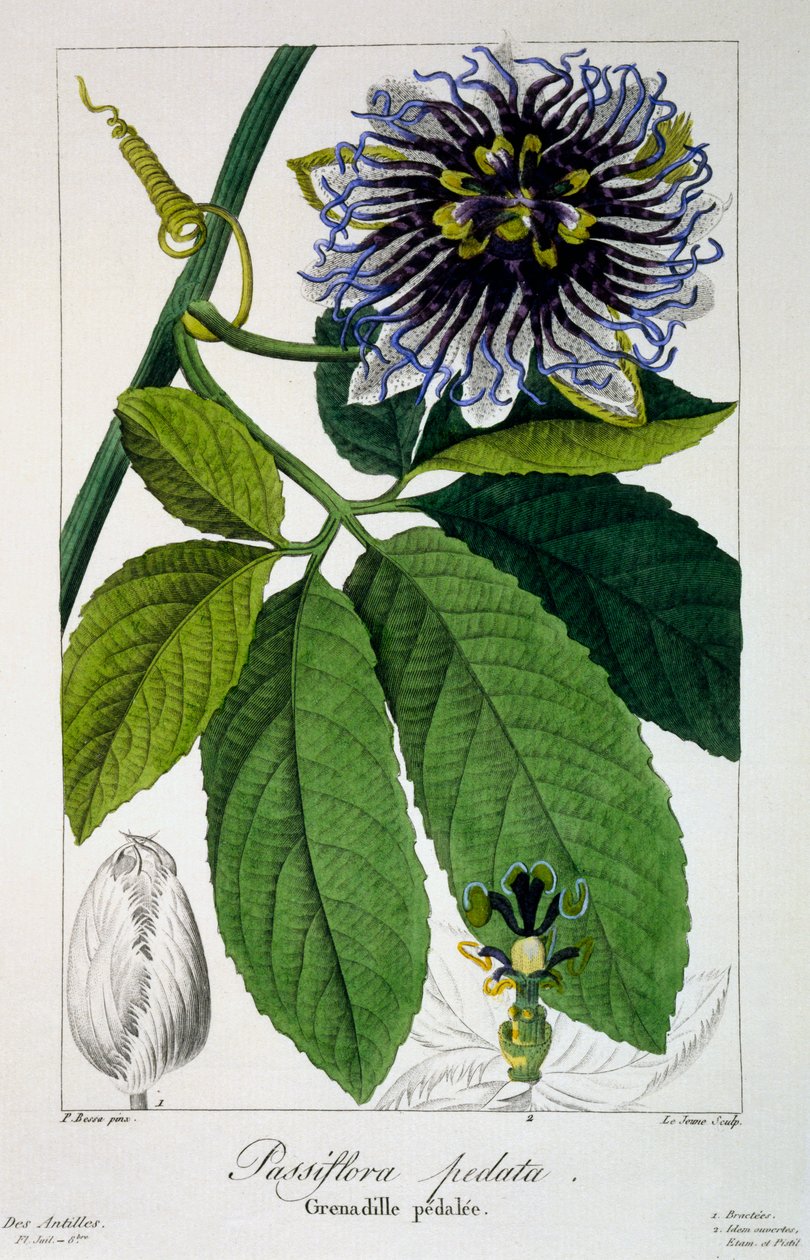 Passiflora pedata, czyli Passiflora, 1836 (ręcznie barwiony grawerunek) autorstwa Pancrace Bessa