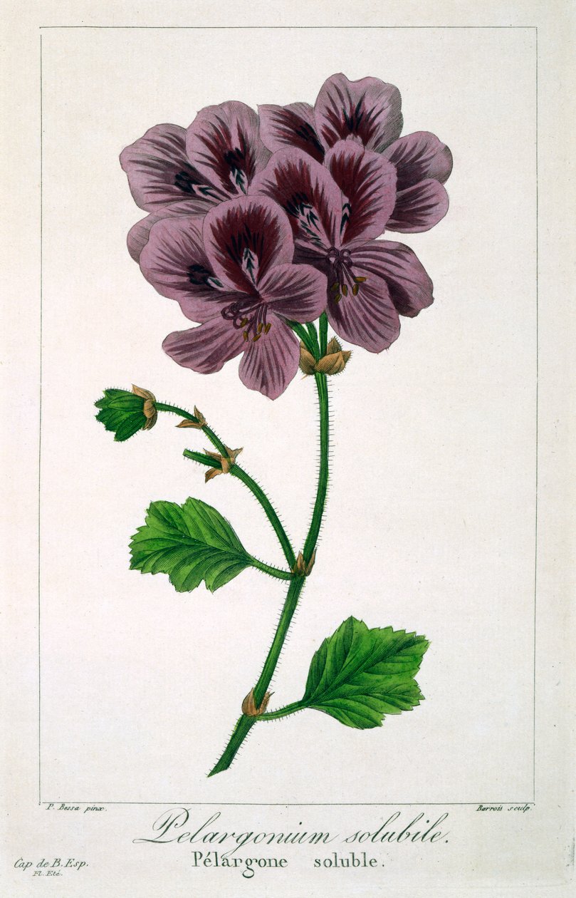 Pelargonia, 1836 (ręcznie barwiony grawerunek) autorstwa Pancrace Bessa