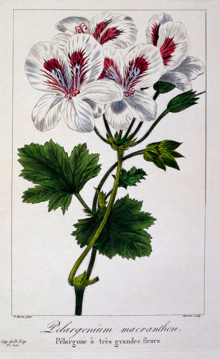 Pelargonium macranthon, 1836 (ręcznie barwiony grawer) autorstwa Pancrace Bessa